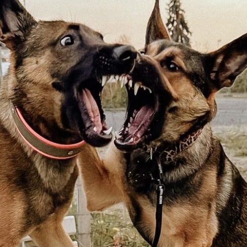 a08ed735-eb41-46d3-8b7c-67d9b526f59d