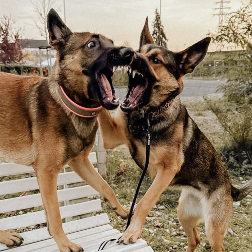 a08ed735-eb41-46d3-8b7c-67d9b526f59d